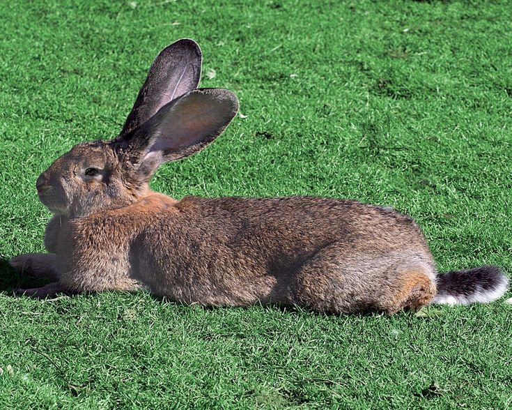 Flemish Giant Rabbit