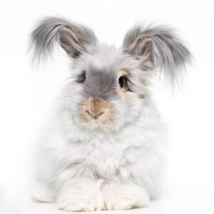 a furry english angora rabbit stock image image of fluffy, wooly 214425605 copie