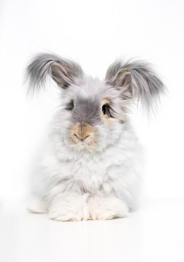 a furry english angora rabbit stock image image of fluffy, wooly 214425605 copie a furry english angora rabbit stock image image of fluffy, wooly 214425605 copie