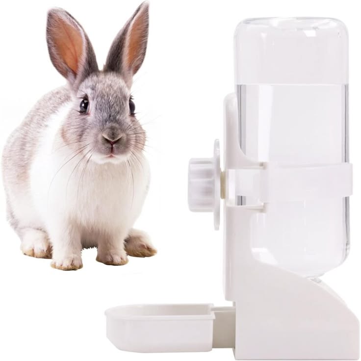distributeur eau pour lapins abreuvoir suspendu pour cochons d'inde hamsters rats blanc 500 ml distributeur eau pour lapins abreuvoir suspendu pour cochons d'inde hamsters rats blanc 500 ml