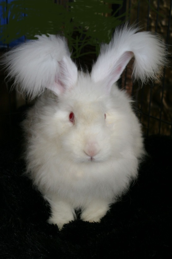 english angora rabbit copie english angora rabbit copie