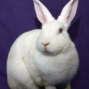 humane society of greater dayton