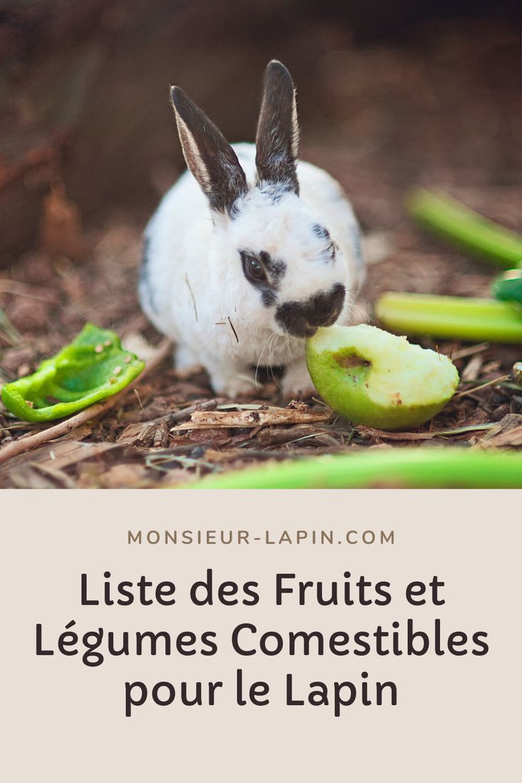 Nutrition et alimentation des lapins