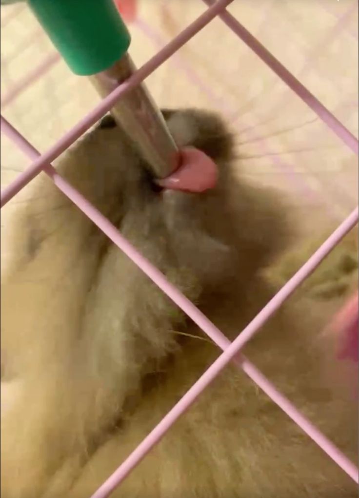 my favorite bunny bella is drinking some water copie my favorite bunny bella is drinking some water copie