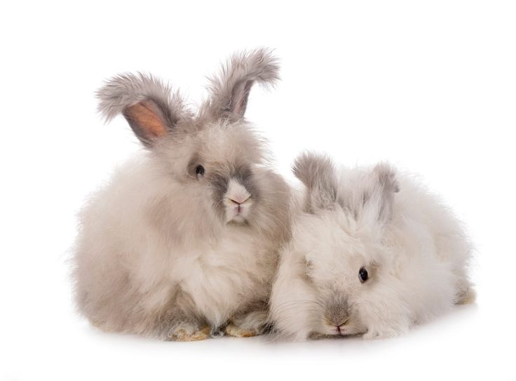 petition ban angora wool petition ban angora wool