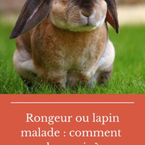 rongeur ou lapin malade comment le savoir le blog de la ferme