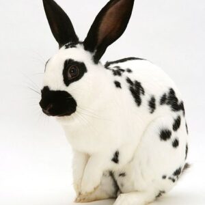 purebred english spotted rabbit