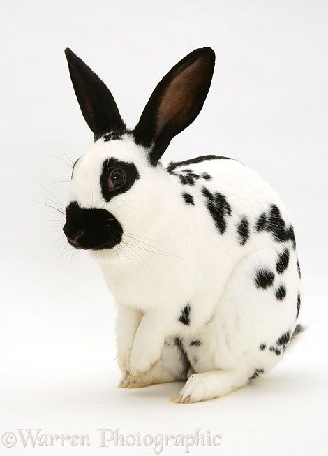 purebred english spotted rabbit purebred english spotted rabbit