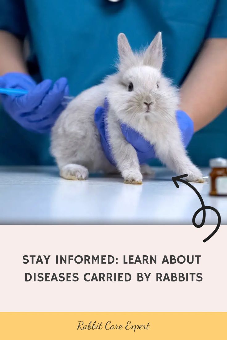 Santé et prévention des maladies chez le lapin