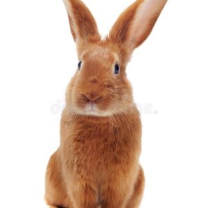young rabbit stock photo image of fauve, little, domestic 22074912