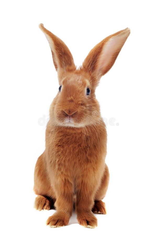 young rabbit stock photo image of fauve, little, domestic 22074912 young rabbit stock photo image of fauve, little, domestic 22074912