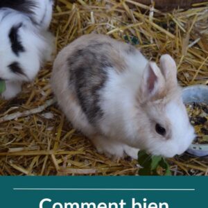 https blooming pets com comment bien nourrir votre lapin (1)