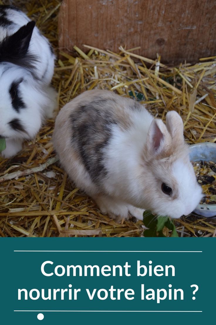 https blooming pets com comment bien nourrir votre lapin (1) https blooming pets com comment bien nourrir votre lapin (1)