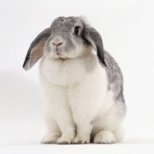 rabbit breeds breed french lop rabbit breeds copie