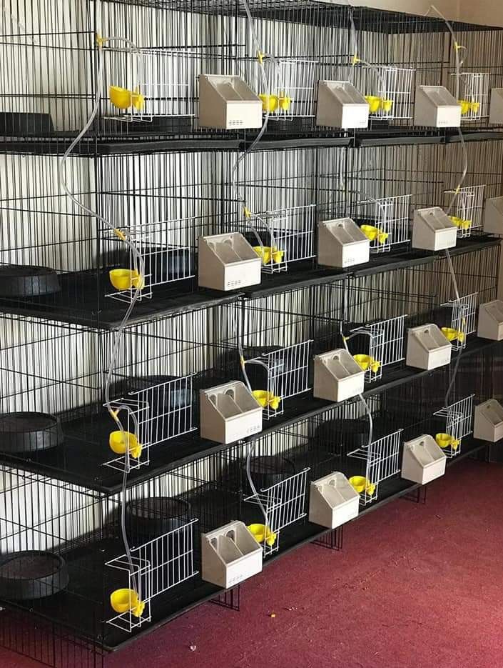 Rabbit Breeding Cages